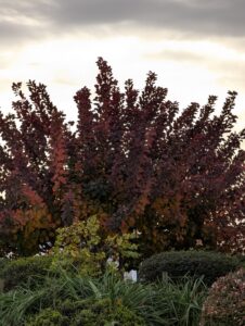 Arbre a Perruque au feuillage pourpre et hirsut à fronton
