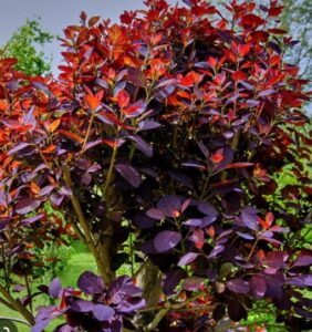 Arbre a perruque lumineux dans un jardin de toulosue