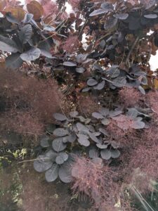 Arbre a Perruque en leurs