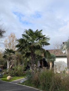 Trachycarpus fortunei planté en pot sur terrasse méditerranéenne
