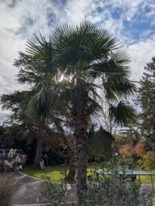 Palmier Trachycarpus fortunei adulte dans un jardin ensoleillé près de Toulouse