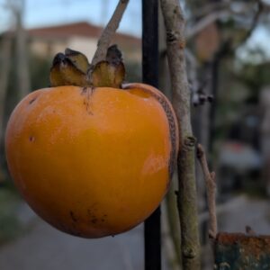Gros plan sur un kaki mûr de variété Fuyu ou Sharon, orange vif et prêt à être récolté sur un plaqueminier en automne