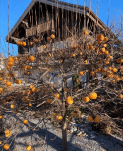 Petit plaqueminier chargé de kakis orange devant une maison en hiver, exemple de culture en espace réduit