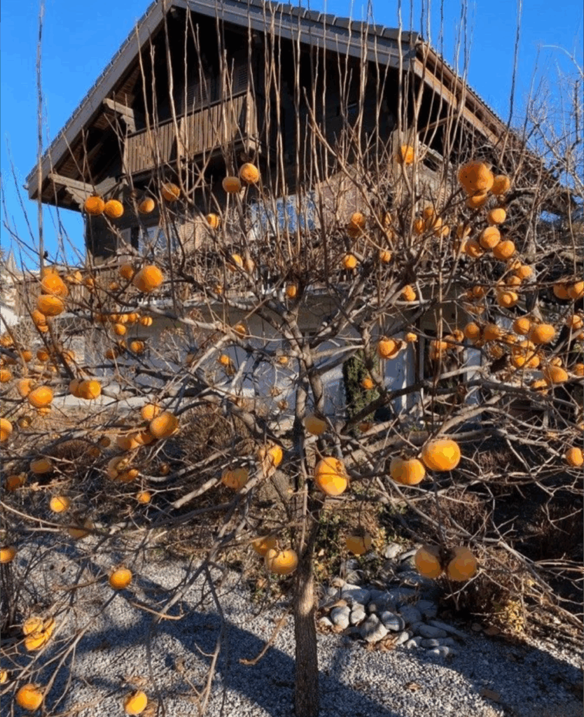 Petit plaqueminier chargé de kakis orange devant une maison en hiver, exemple de culture en espace réduit