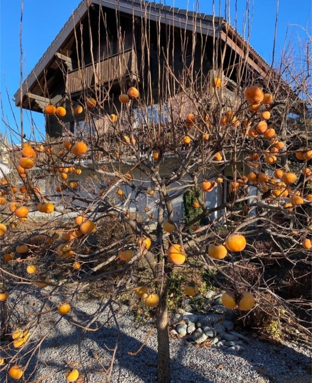 Petit plaqueminier chargé de kakis orange devant une maison en hiver, exemple de culture en espace réduit