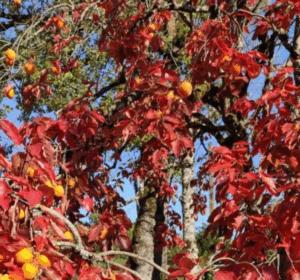 Branches de plaqueminier garnies de kakis orange et de feuilles rouges en automne, illustration de la double beauté de l’arbre
