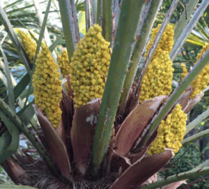 Fleurs jaunes du palmier de Chine au printemps
