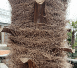 Stipe fibreux et rustique du palmier de Chine en hiver