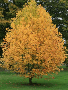 jeune Tulipier planté en isolé dans un jardin occitan