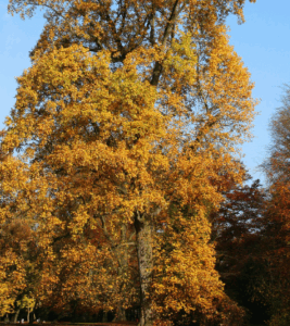 Feuillage doré du Liriodendron tulipifera en automne