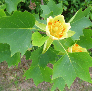 Grand Tulipier de Virginie ombrageant un jardin de Haute-Garonne