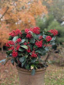 Arbuste persistant Skimmia japonica associé à Pieris et fougères.