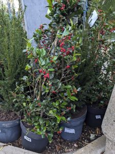 Feuillage persistant et graphique du houx Ilex aquifolium tout au long de l’année.