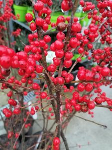 Houx Ilex aquifolium au feuillage brillant et baies rouges en plein hiver.