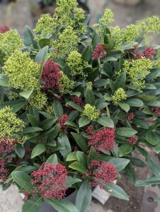 Skimmia japonica en pot sur terrasse ombragée à Toulouse.