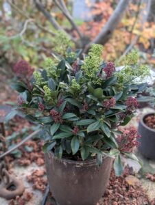 Skimmia japonica en pot sur terrasse ombragée à Toulouse.