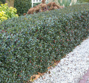 Jeunes pousses de houx Ilex aquifolium au vert frais au début du printemps.