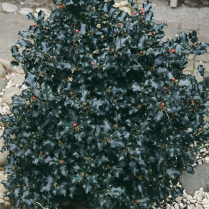 Feuillage dense et vert profond du houx Ilex aquifolium en été.