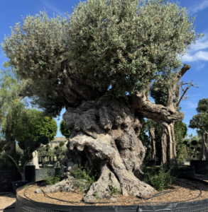 Bonsaï d’olivier Olea europaea miniature avec tronc tortueux et feuillage persistant.