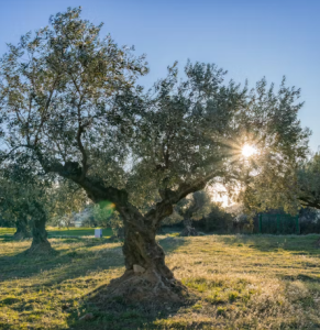 Olivier centenaire au tronc noueux et sculptural dans un jardin méditerranéen.