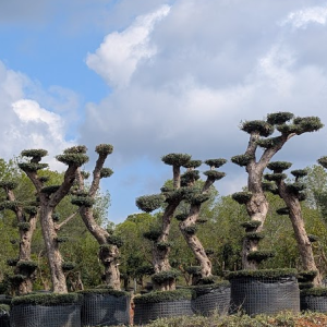 Olivier taillé en nuage avec plateaux de feuillage pour jardin contemporain ou terrasse.